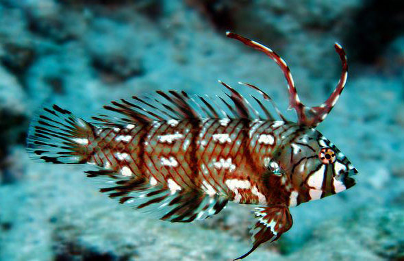 E鳍[的简单介绍